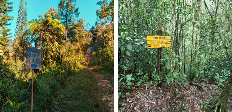 Jungle Trail 10