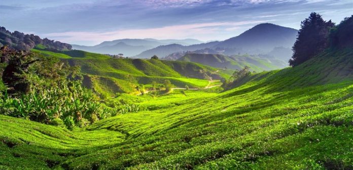 Tempat Penginapan BEST di Cameron Highland