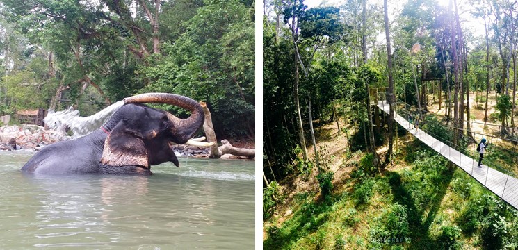 Pusat Pemuliharaan Gajah