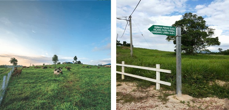 NS Dairy Farm 5