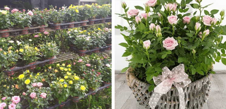 Kedai Bunga RE Maju Flora Kota Bharu, Kampung Jaya