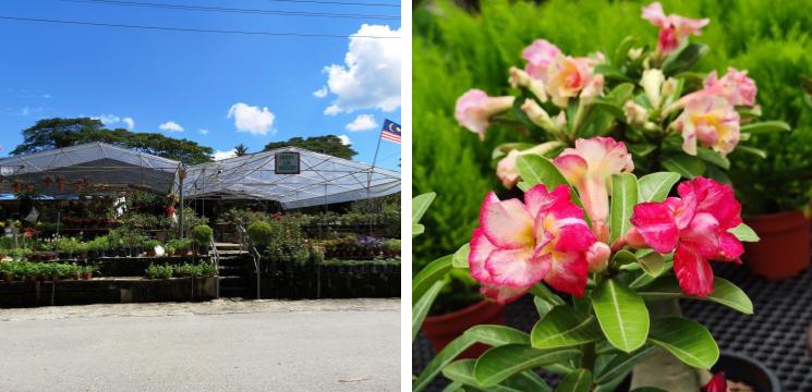 Jacky Lim Nursery