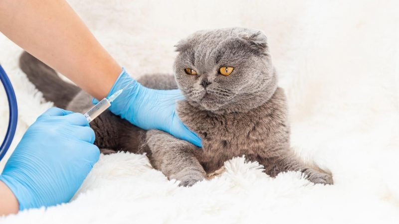 10 Klinik Haiwan Terbaik di Petaling Jaya