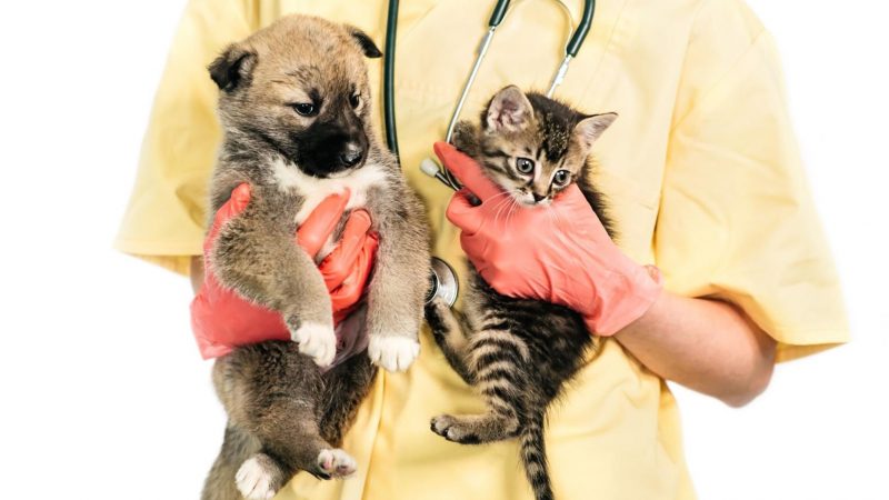 7 Klinik Haiwan yang Terbaik di Kuala Lumpur!