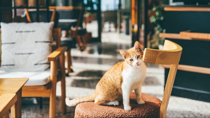 7 Kedai Kucing Wajib Dikunjungi Pencinta Kucing di Kuala Lumpur