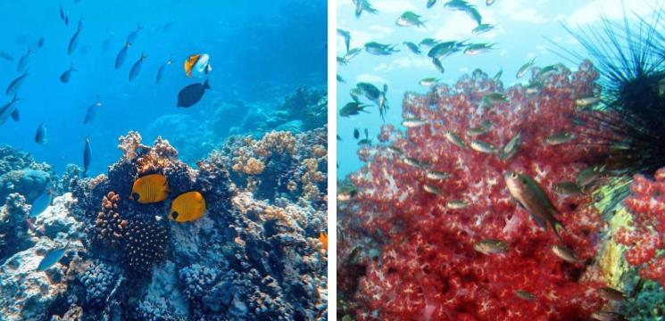 caridestinasi-koh-lipe-maldives-of-thailand-terumbu-karang-menarik-tapak-selam-mengagumkan