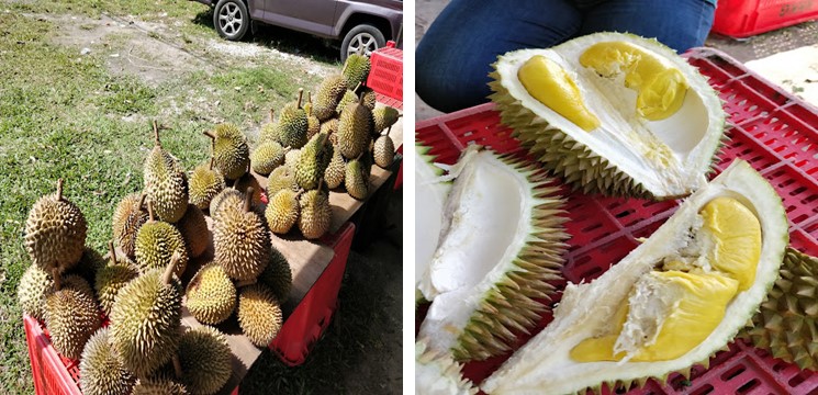 Dusun Durian D24 Azlan