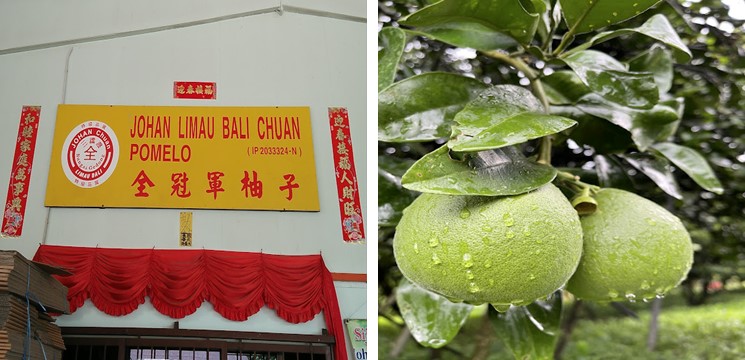 Johan Limau Bali Chuan Pomelo