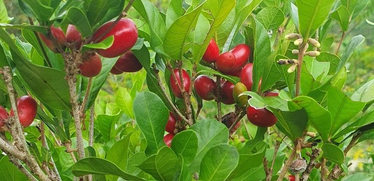 Pelbagai Spesies Pokok Buah-buahan