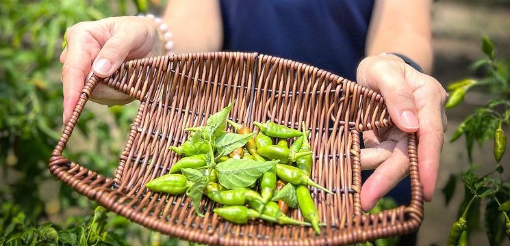 Melawat Kebun Sayur-sayur di Bentong Happy Farm