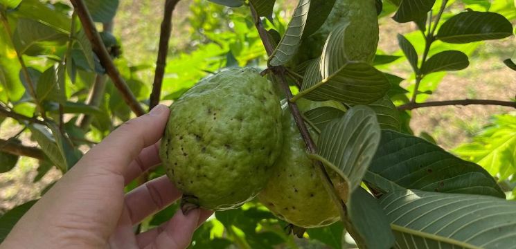 Memetik Sayur-sayuran dan Buah-buahan Terus dari Ladang