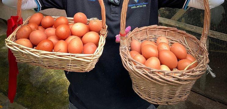 mengutip sendiri telur-telur ayam di bentong happy farm