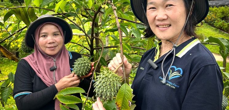 Belajar Selok-Belok Bidang Pertanian di Bentong Happy Farm