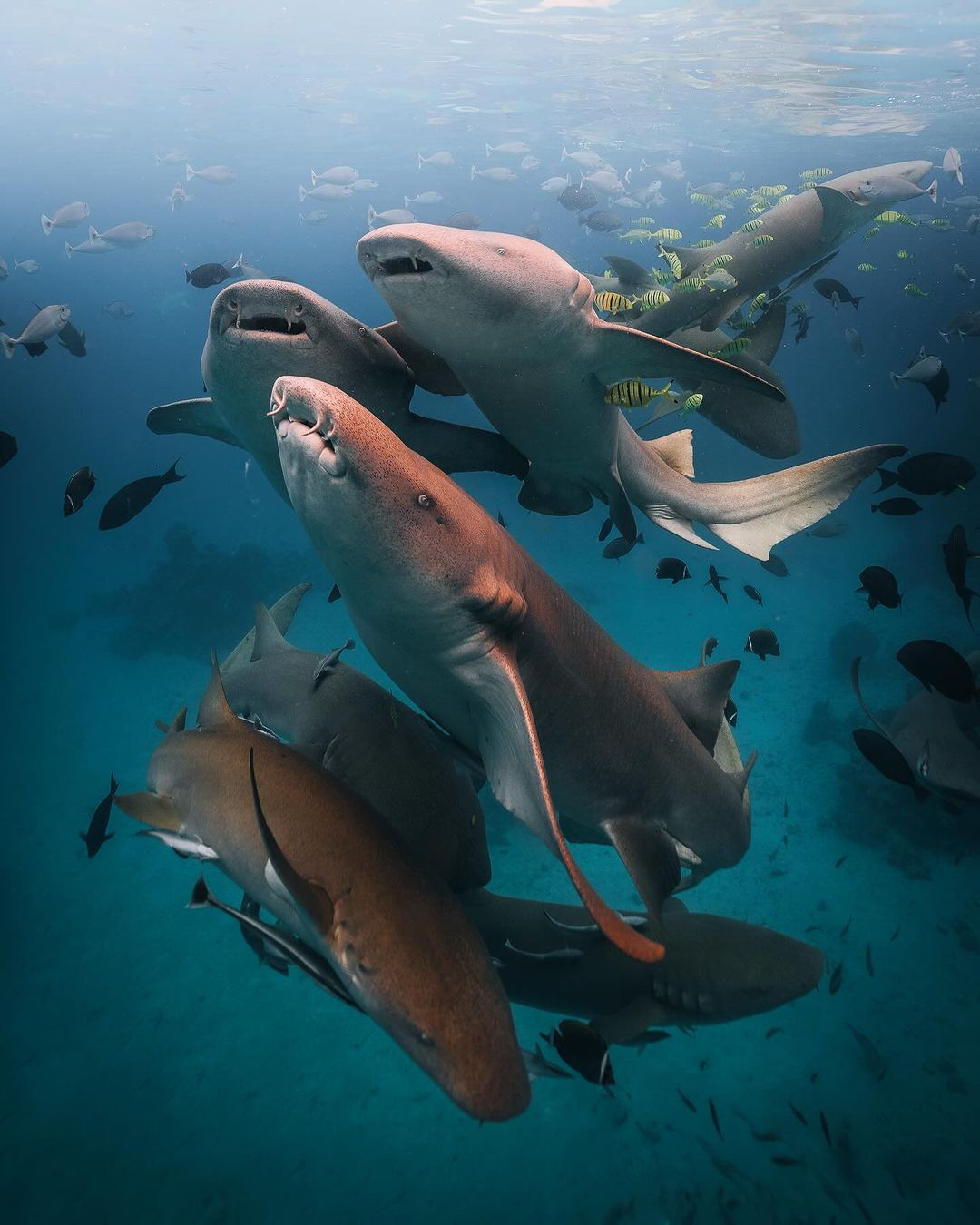 Villa Nautica Maldives