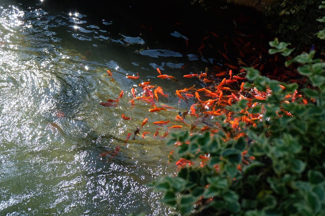 Kolam Naga Hitam (Black Dragon Pool)