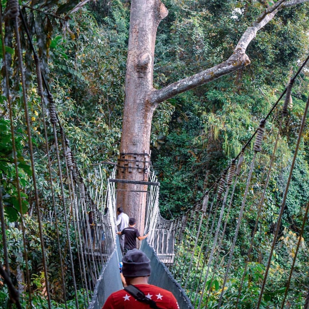 Poring Hot Spring canopy walk