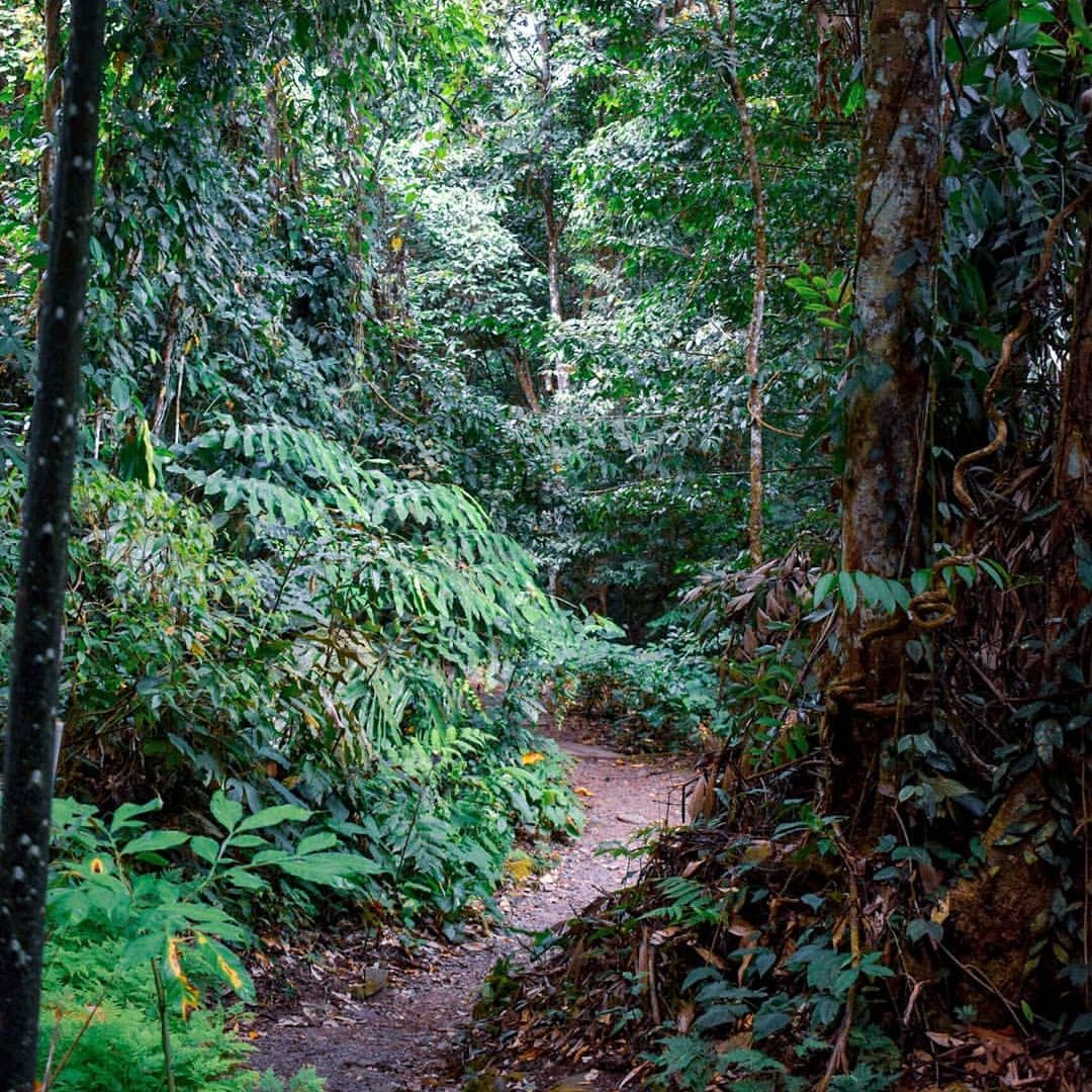 Poring Hot Spring canopy walk