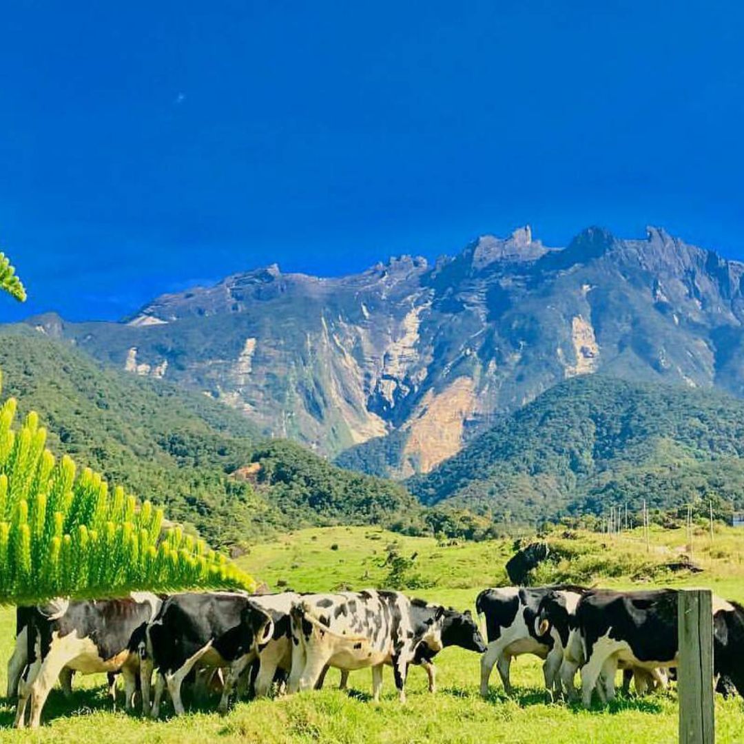 Desa Cattle Farm