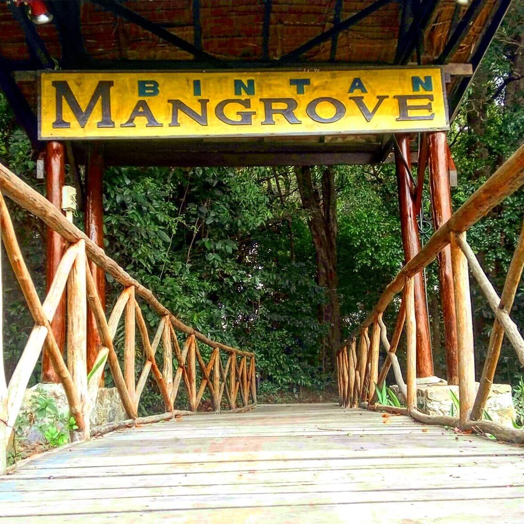 Bintan Fireflies Tour and Mangrove Tour