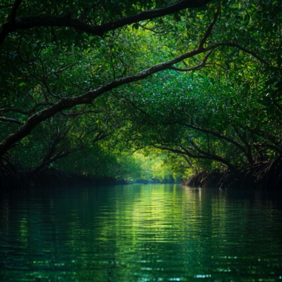 Bintan Fireflies Tour and Mangrove Tour