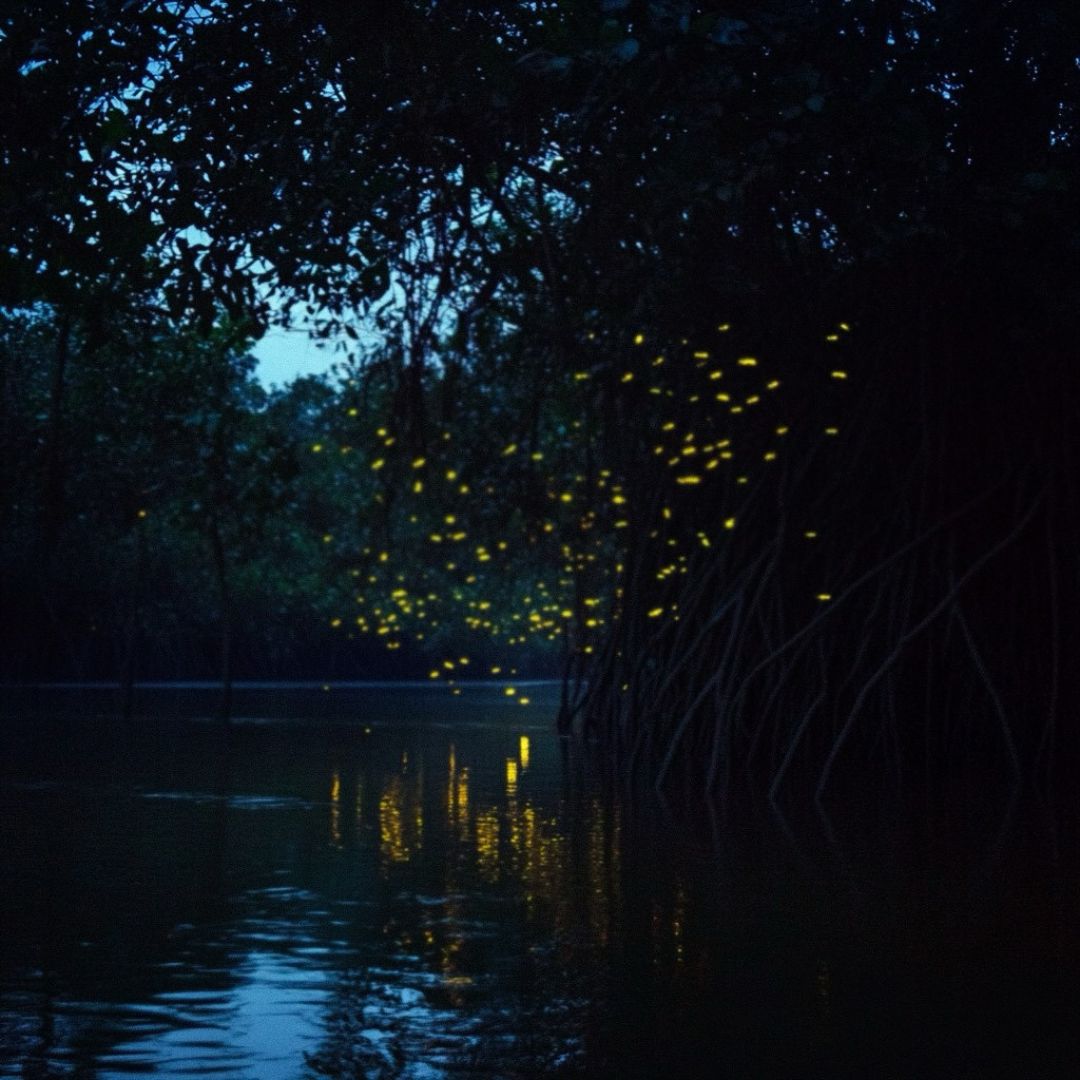 Bintan Fireflies Tour and Mangrove Tour