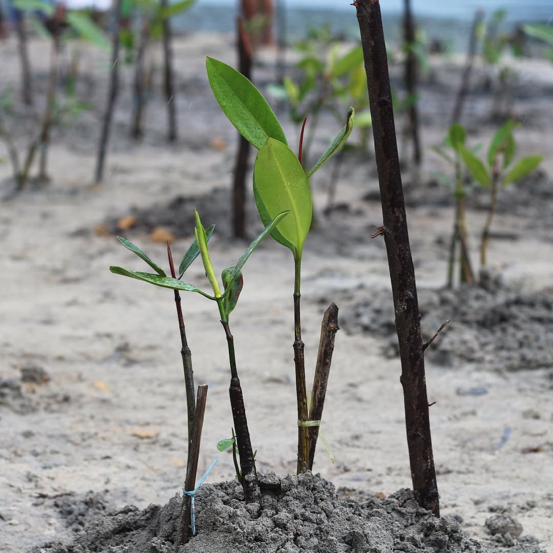 Pengudang Bintan Mangrove