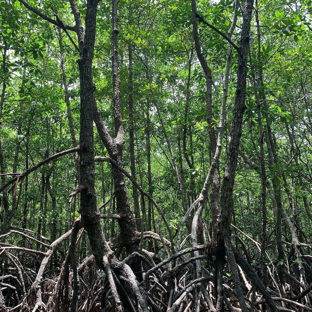Pengudang Bintan Mangrove