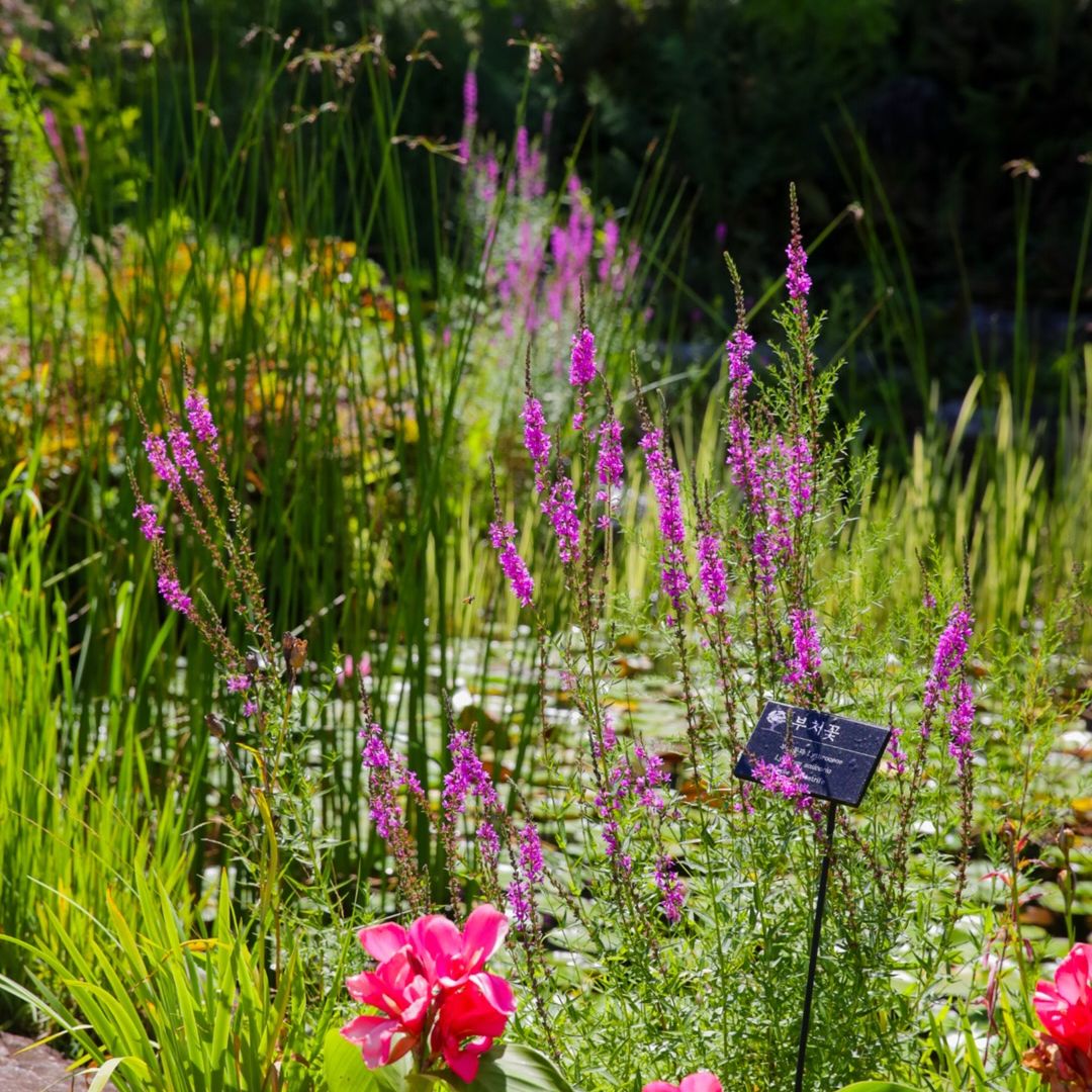 The Garden of Morning Calm